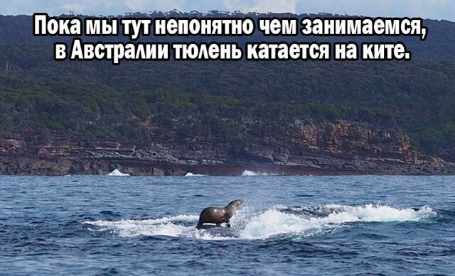 Прикольные и смешные картинки