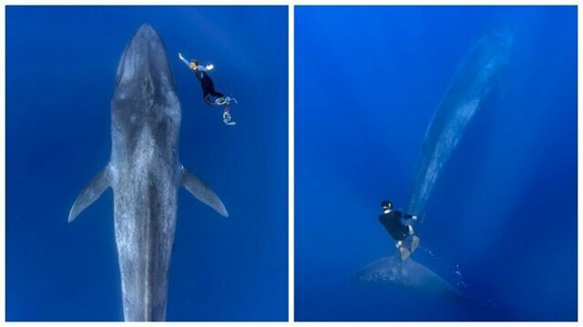 Дайвер столкнулся с 30-метровым синим китом