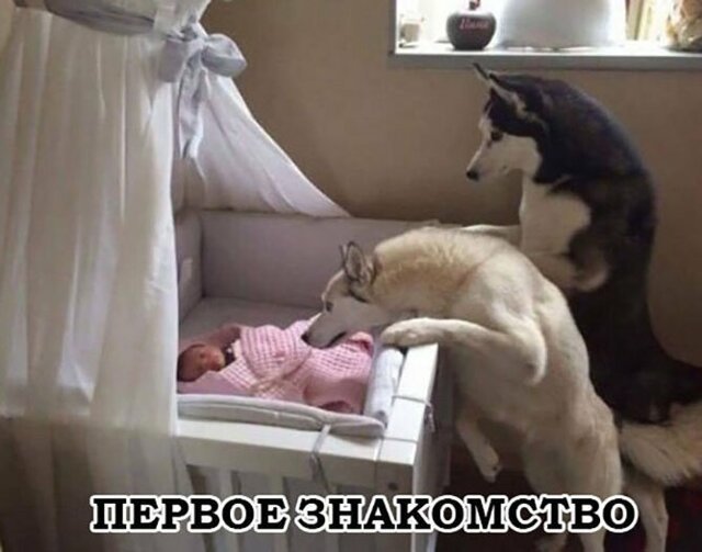 Прикольные и смешные картинки