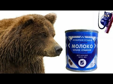 Медведь пытается вскрыть банку сгущённого молока