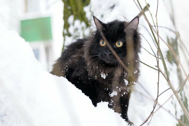 Кисули-продолжение