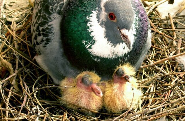 Где прячутся птенцы голубя?