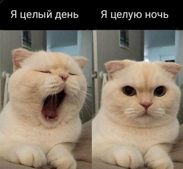 Веселые фотки с надписями