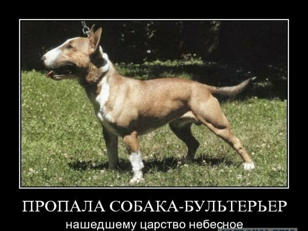 Пёс-барбос и порванный нос. Трагикомедия в двух актах