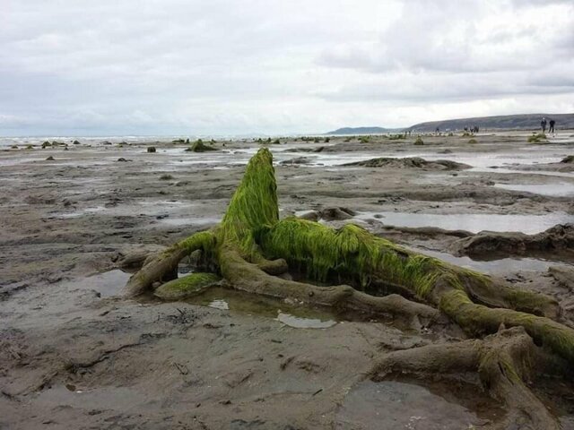 После шторма на берегу Уэльса показался доисторический лес