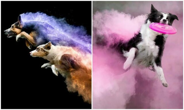 Вылитые супергерои: собаки в порошковых красках