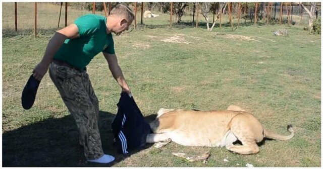 Львица попыталась украсть одежду посетителя крымского парка львов, но преданный лев пришел на помощь