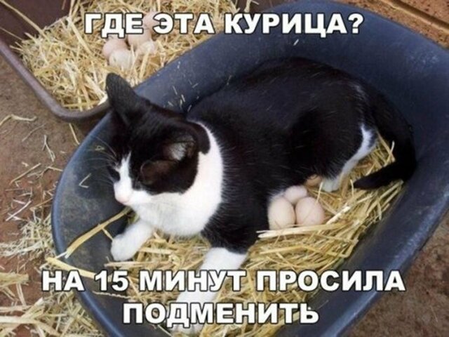 Прикольные и смешные картинки