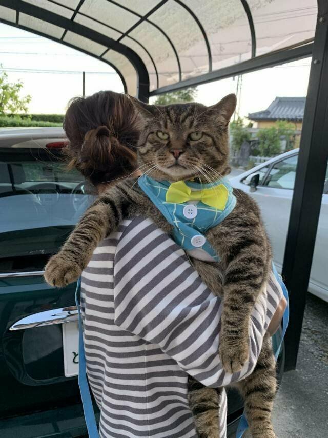 Кошачий фотопозитив