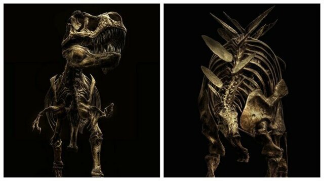 Мечта палеонтолога: замечательные фотографии скелетов динозавров