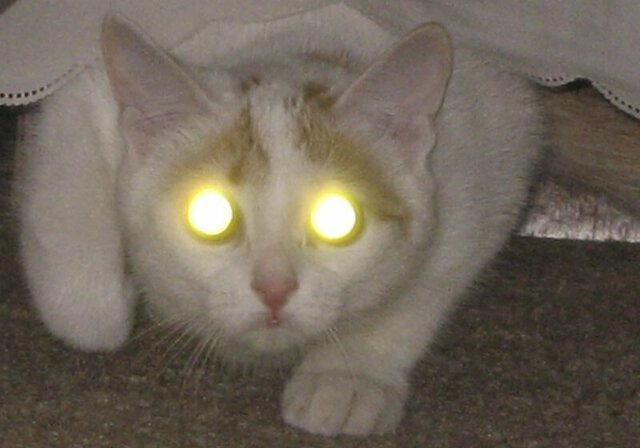 Мистический огонь, или Почему у кошек светятся глаза?