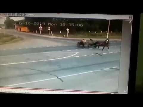 Лошадь серьезно не пострадала 