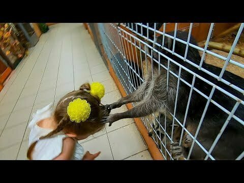 Опасно ли ходить с детьми в контактный зоопарк?