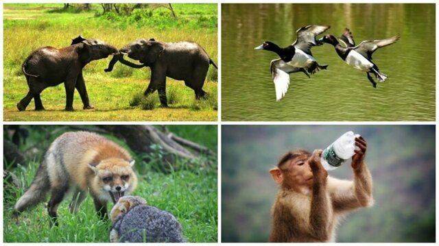25 удивительных снимков животных в движении