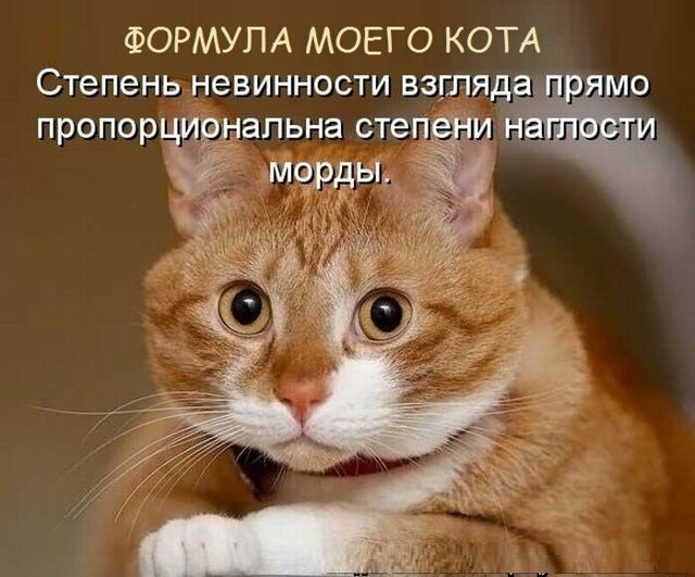 Котопост