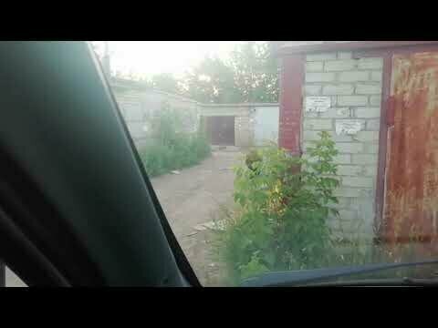 В Балаково медведь напaл на двоих местных жителей