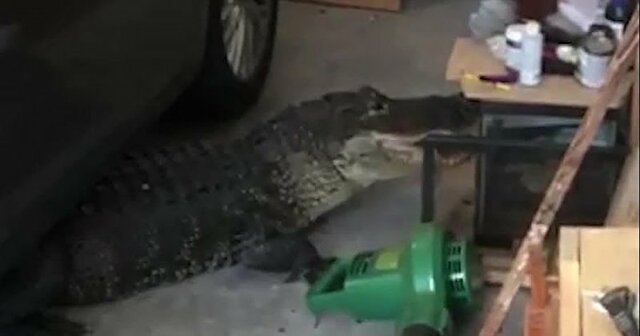 Полицейские вытащили аллигатора из гаража