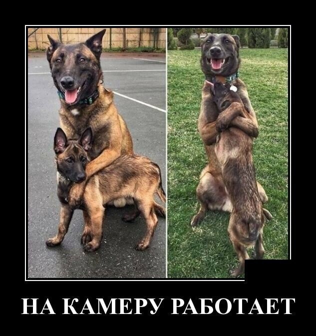 Демотивируй