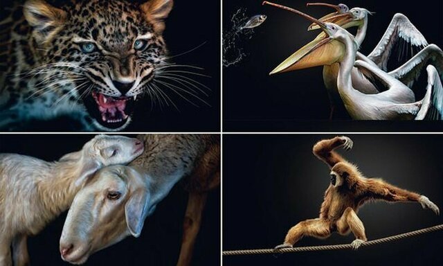 Красивые "портреты" животных, на которых они будто позируют перед камерой