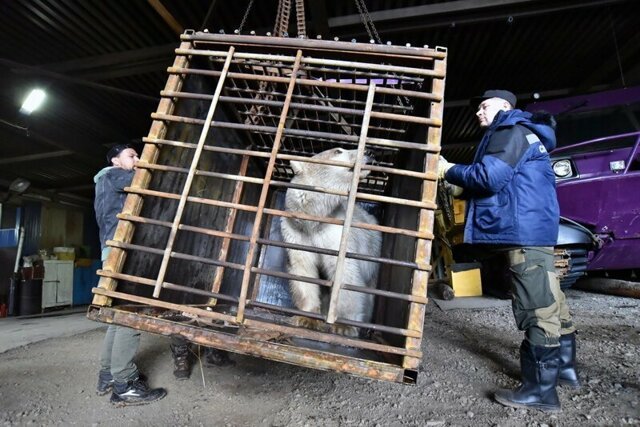 В Норильске поймали истощённую белую медведицу