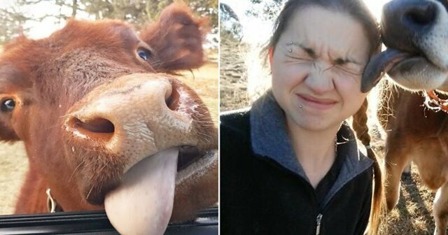 20 веселых коров, которые почему-то считают себя собаками