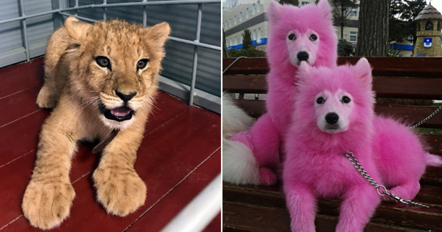 Россияне требуют запретить пляжные съемки с экзотическими животными