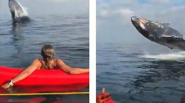 30-тонный горбатый кит выпрыгнул из воды всего в нескольких метрах от бразильских каноисток