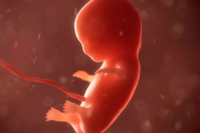 В РПЦ предложили эмбриона наделить правами человека
