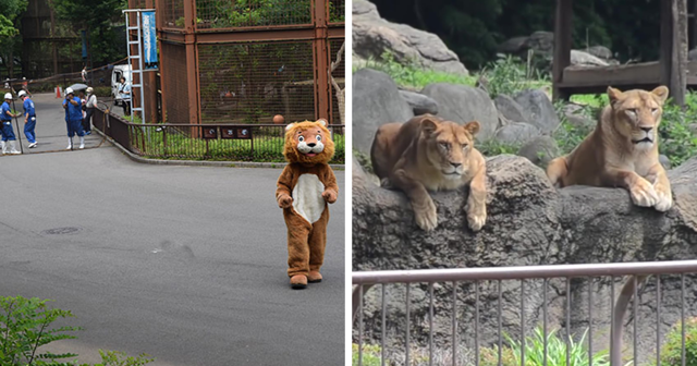 Побег плюшевого льва вызвал недоумение у обитателей японского зоопарка
