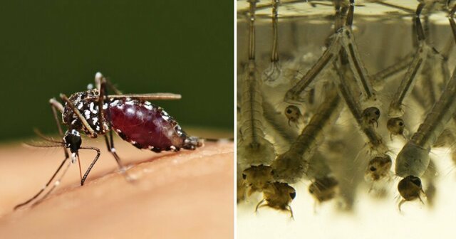 Пять этапов жизни комара: от яйца до зимовки в щелях