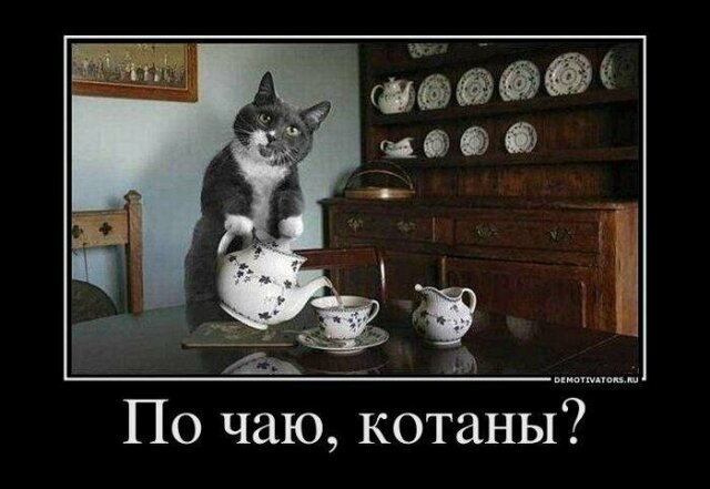 Кошачьи демотиваторы