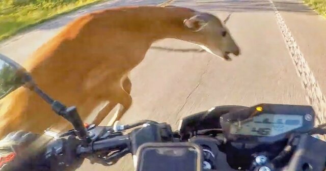 Мотоциклист из Техаса снял на видео момент своего столкновения с дикой косулей