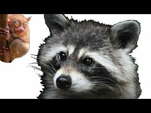 Енот малыш развлекается