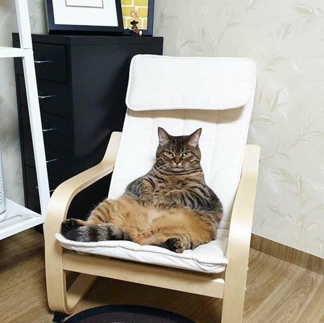 18 толстых котов, которым стоит сесть на диету