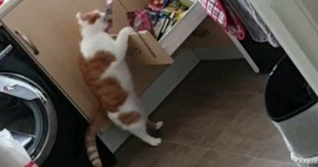 Кот научился открывать ящик с лакомствами и теперь бесцеремонно "угощается"