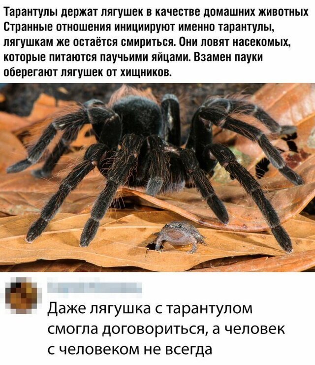 Скрины из социальных сетей