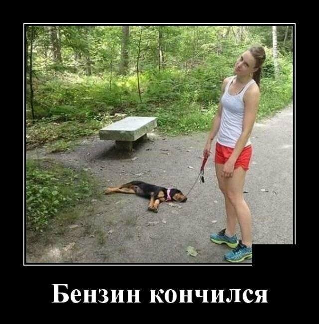 Собачьи демотиваторы