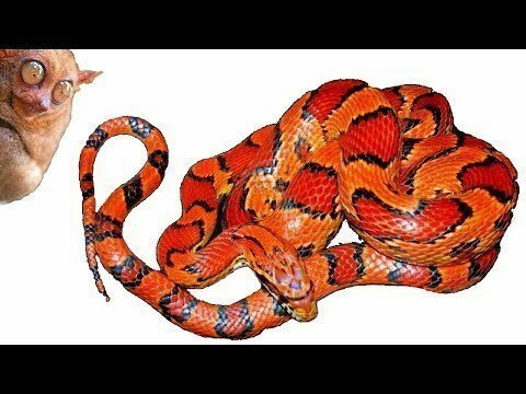 Как приручить змею