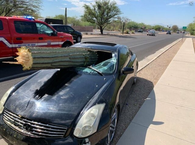 В Аризоне кактус размером с дерево пробил лобовое стекло автомобиля