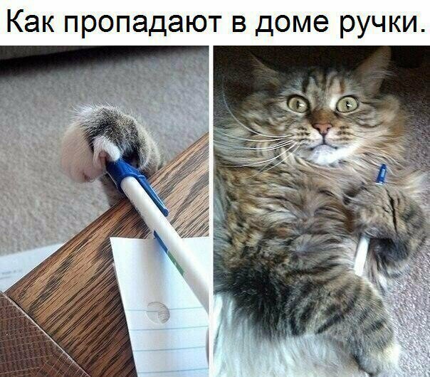 Прикольные и смешные картинки
