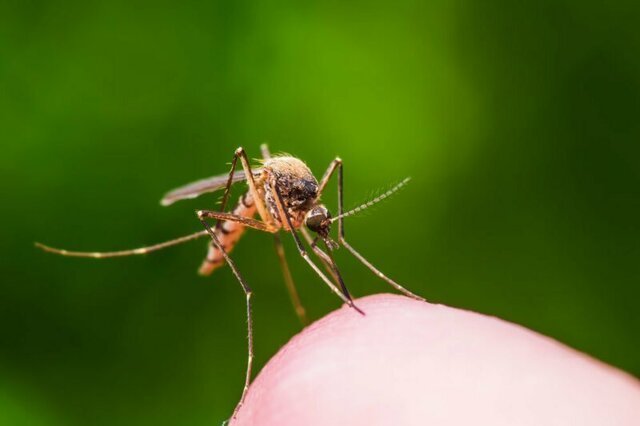 Как убрать укус комара за 20 секунд