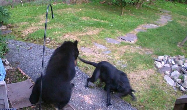 Храбрая собака бесстрашно бросилась на залезшего в соседский двор медведя