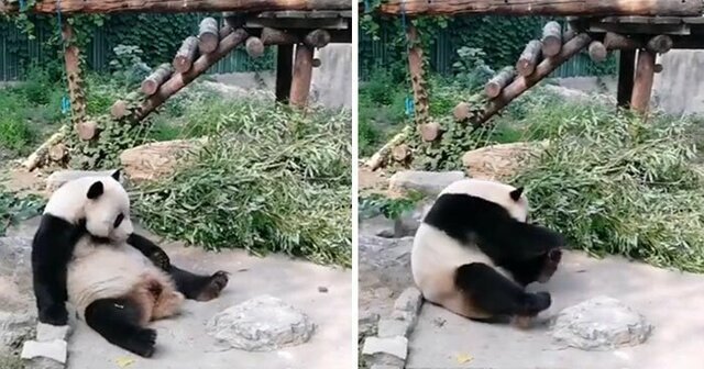 Посетители китайского зоопарка кидали камни в панду, пытаясь заставить ее двигаться