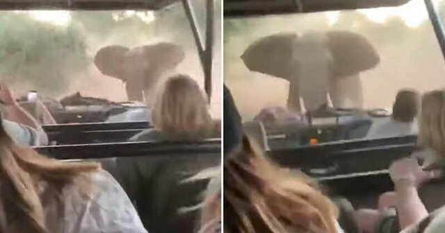 Разгневанный слон устроил туристам встряску