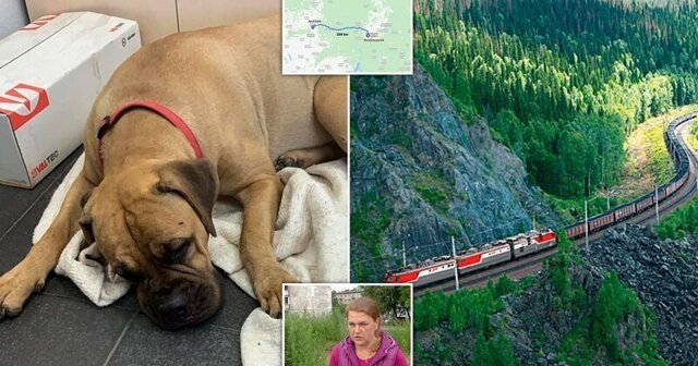 Собака преодолела 200 км тайги, чтобы вернуться к оставившим ее хозяевам