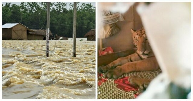 В Индии обессиленная тигрица пришла в дом и проспала на кровати целый день