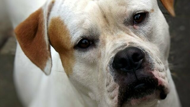 Какие породы собак в России признали очень опасными?