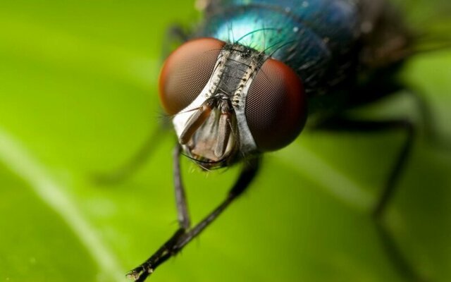 Почему муха трет лапки?