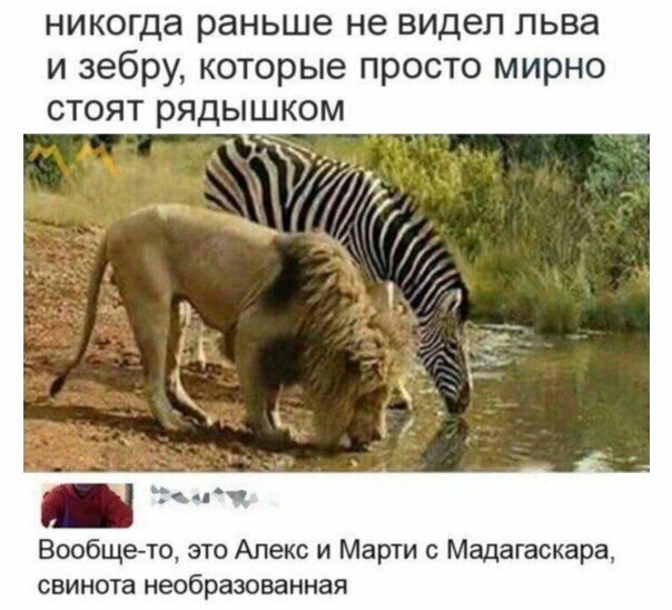 Прикольные и смешные картинки