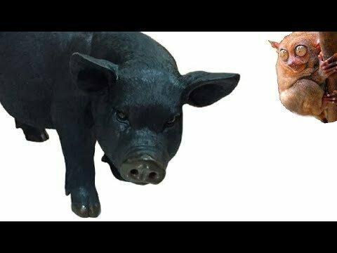 Кормим азиатских свинок на Алтае